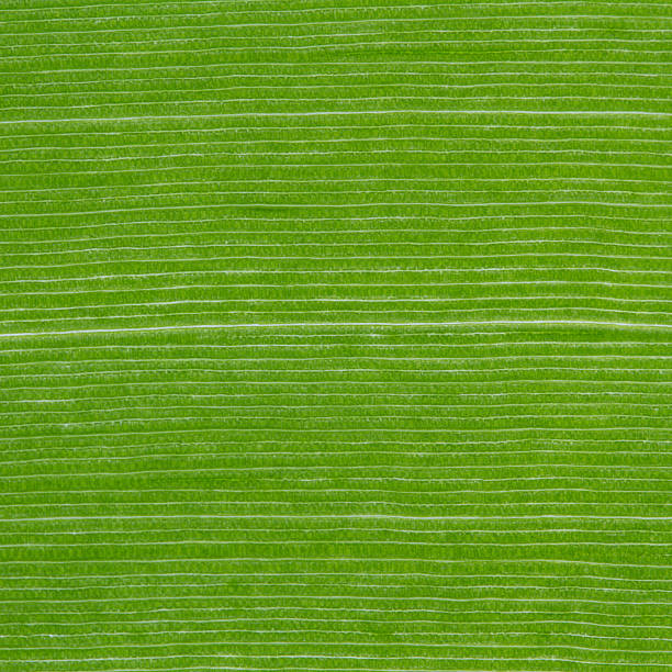 istock Veined surface of a green leaf 469374968