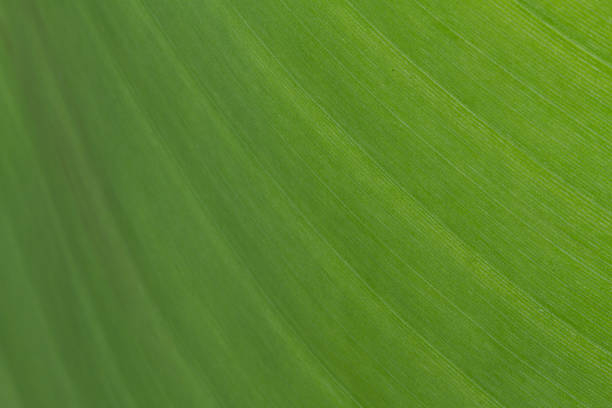 istock Veined surface of a green leaf 469374972