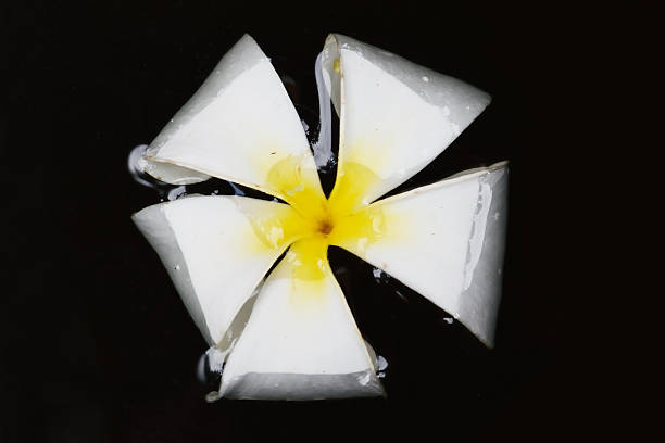 istock Plumeria flower on Black Background 469377122