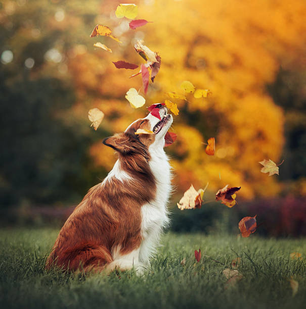 Border collie playing in falling autumn leaves  stock photo
