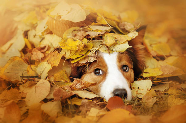 young border collie dog playing with leaves in autumn stock photo