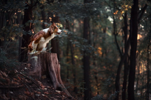 Proud red border collie dog in a dark forest
