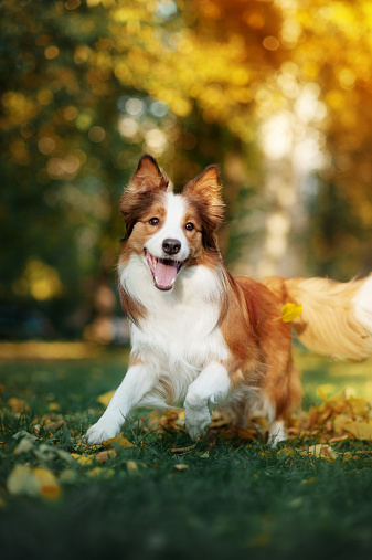 young red border collie dog playing with leaves in autumn
