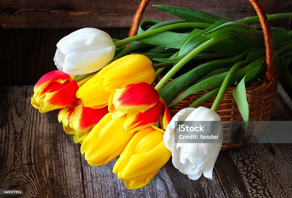 Colorful tulips in a basket on a wooden background bouquet of white, yellow and red tulips in a basket on a wooden background 2015 Stock Photo