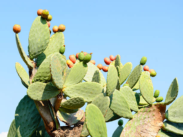 ガラパゴスウチワサボテン、夏のフルーツ、balchik ,ブルガリア - prickly pear fruit flowers plants nature ストックフォトと画像