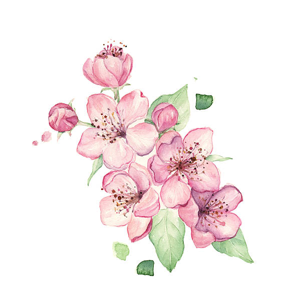 istock Spring pink flowers isolated on white background, watercolor illustration 469377974
