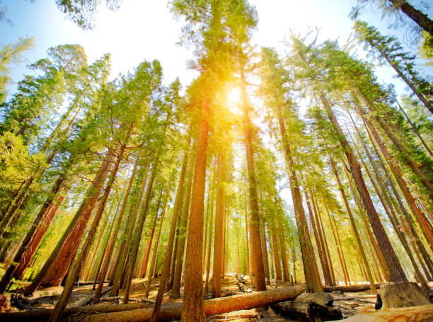 mariposa grove alberi nel parco nazionale di yosemite - redwood sequoia california redwood national park foto e immagini stock