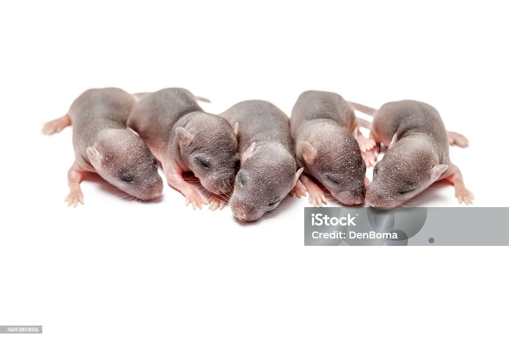 Five baby of a mouse two new born baby of an mouse on white Newborn Animal Stock Photo