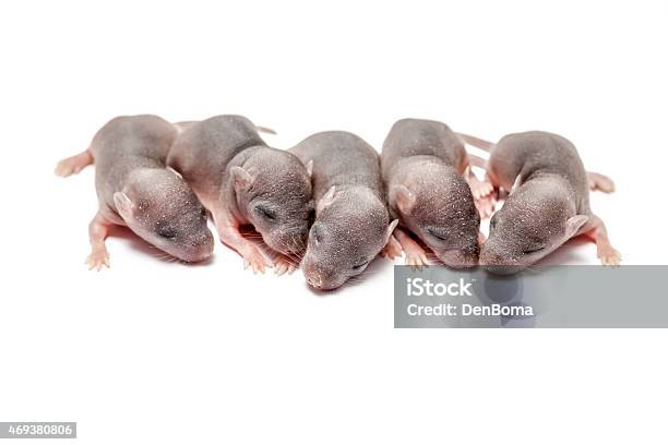 Five Baby Of A Mouse Stock Photo - Download Image Now - Newborn Animal, Mouse - Animal, Mammal
