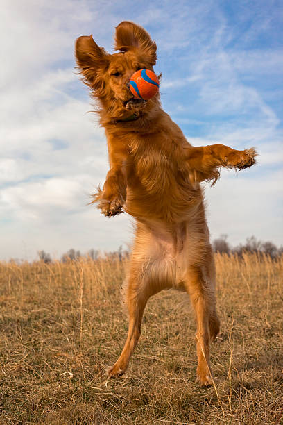 istock Energetic golden retriever leaping in mid air 469382764
