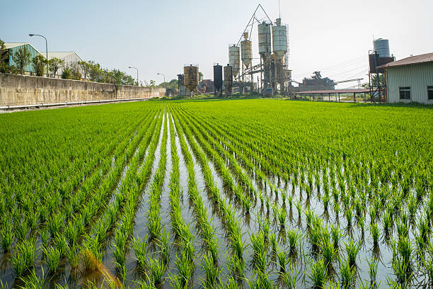 выращивания риса - striped farm asia backdrop стоковые фото и изображения