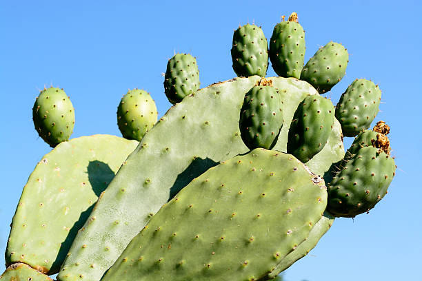 クローズアップ、緑のサボテン、ブルースカイ - prickly pear fruit flowers plants nature ストックフォトと画像