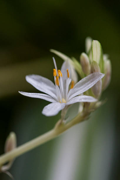 istock flower close-up, abstract background 469385946