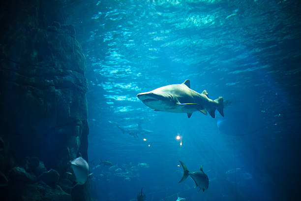 istock Tiger Shark in aquarium 469385974