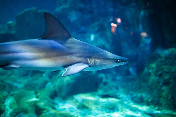 istock Tiger Shark in aquarium 469385976