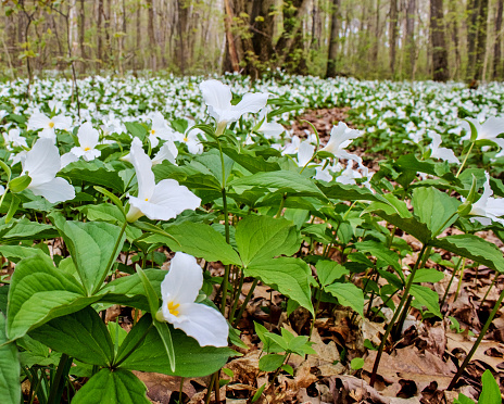 Beautiful white trillium wildflowers carpet the forest floor of a Great Lakes forest. Trillium flourish in the Great Lakes coastal habitat. They are the official wildflower for the state of Ohio and the Canadian province of Ontario.