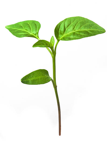 istock Green sprouts growing from seeds. Pepper 469390378