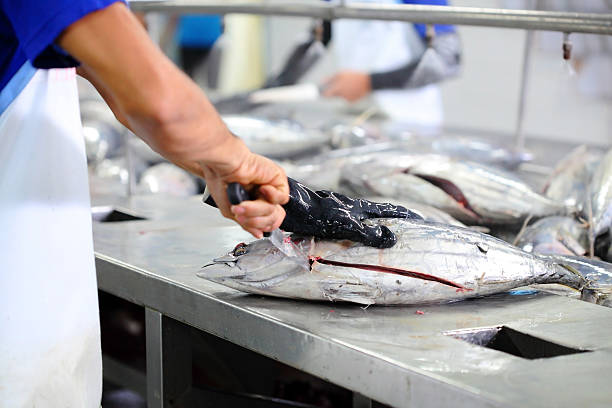 the cutting of a tuna fish in factory the cutting of a tuna fish in factory, tuna processing commercial tuna fishing stock pictures, royalty-free photos & images