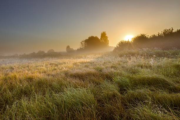 istock Foggy morning on polish meadow 469390642