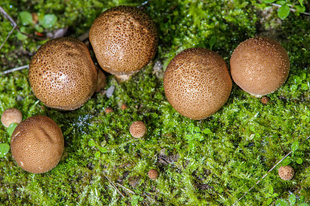 istock Puffball fungus on moss 469391084