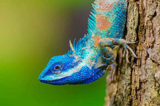 カメレオンの木 - chameleon africa rainforest leaf ストックフォトと画像