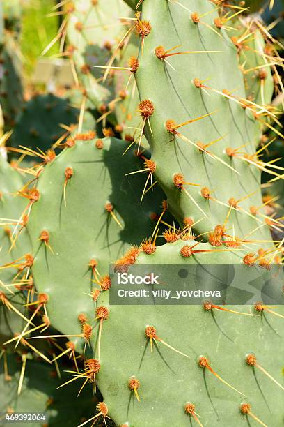 Green Flat Rounded Cladodes Of Opuntia Cactus Balchik Stock Photo - Download Image Now