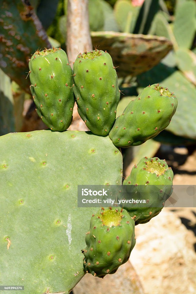 Close up of a green Opuntia Cactus Botaincal garden of Balchik, Bulgaria - the second largest cactus collection in EuropeA thorny prickly pear cactus with a green bud. Arid Climate Stock Photo