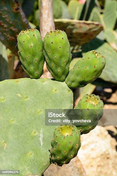 Close Up Of A Green Opuntia Cactus Stock Photo - Download Image Now - Arid Climate, Arizona, Beauty In Nature