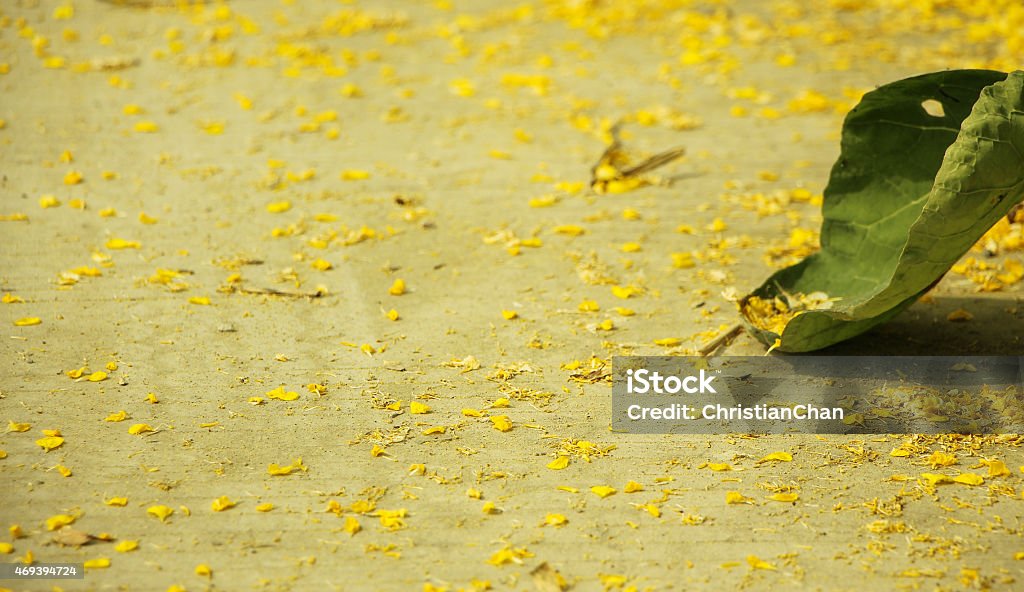 Ground background Ground background with some yellow petal and a leaf. Aromatherapy Stock Photo