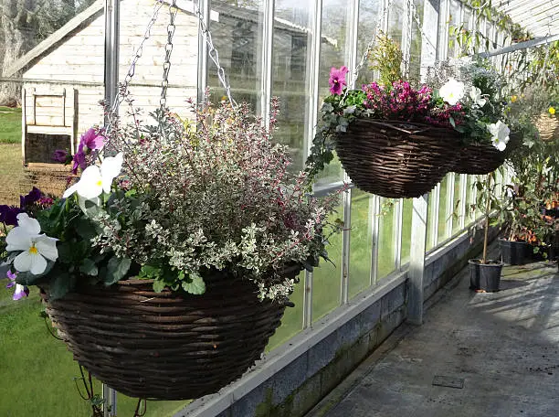 Photo showing a row of wicker hanging baskets in the springtime, being grown and sold in the commercial greenhouse of a garden centre nursery.  These hanging baskets are supported by three chains and have been planted with seasonal flowers and plants, such as winter pansies, flowering heathers, dwarf conifers and variegated thyme.