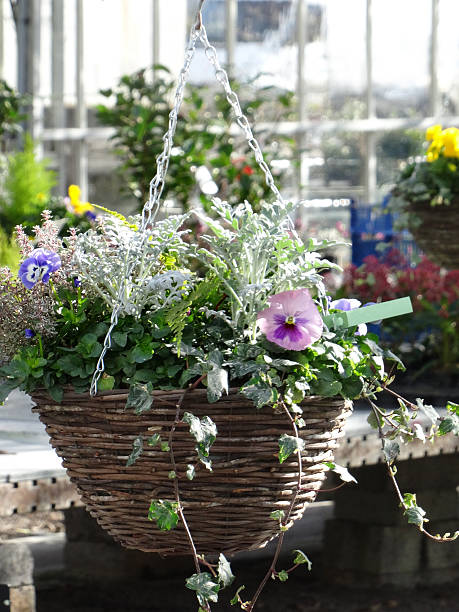 Image of winter hanging basket with pansies, thyme, trailing ivy Photo showing an established hanging basket that has been planted with seasonal winter flowers, which are growing in an attractive weaved wicker container.  The hanging basket features a mixture of variegated thyme, trailing ivy, silver ragwort (with grey foliage, also known as: senecio cineraria 'Silver Dust) and flowering pansies, with colourful purple flowers. cineraria maritima stock pictures, royalty-free photos & images