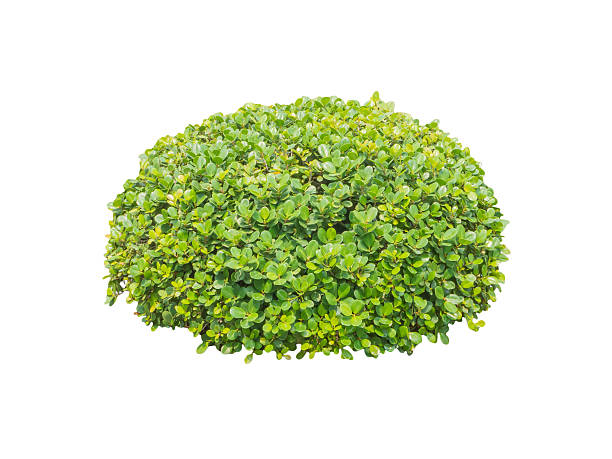 istock Round ornamental bush isolated 469395206