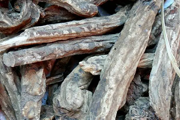 Klembak or rhubarb (Rheum officinale L., tribal Polygonaceae) is a medicinal plant material producer and perfume. Part used is the root. Roots klembak be a component in cigarettes "klembak incense" that is popular among the lower middle income people in Yogyakarta and Central Java.