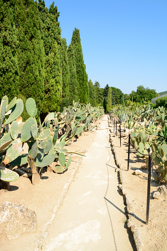 Group cactus trees in a sunny summer dayBotaincal garden of Balchik, Bulgaria - the second largest cactus collection in EuropeBotaincal garden of Balchik, Bulgaria - the second largest cactus collection in Europe