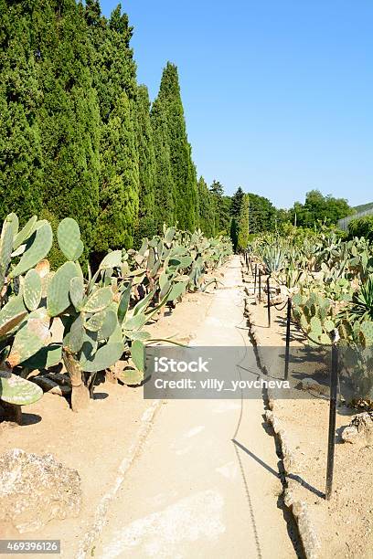 Cactus Botaincal Garden Of Balchik Bulgaria Stock Photo - Download Image Now - Arid Climate, Balchik, Beauty In Nature