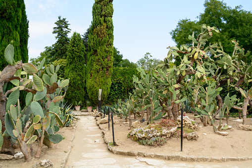 Botaincal garden of Balchik, Bulgaria - the second largest cactus collection in EuropeBotaincal garden of Balchik, Bulgaria - the second largest cactus collection in EuropeBotaincal garden of Balchik, Bulgaria - the second largest cactus collection in Europe