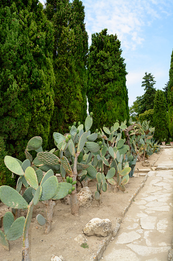 Group cactus trees in a sunny summer dayBotaincal garden of Balchik, Bulgaria - the second largest cactus collection in EuropeBotaincal garden of Balchik, Bulgaria - the second largest cactus collection in Europe