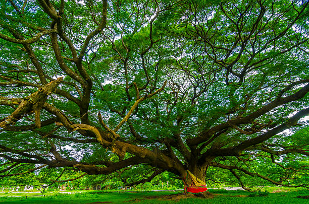 istock Largest Monkey Pod Tree in Kanchanaburi, Thailand 469397186