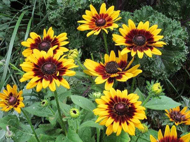 Sunflower - ring of fire