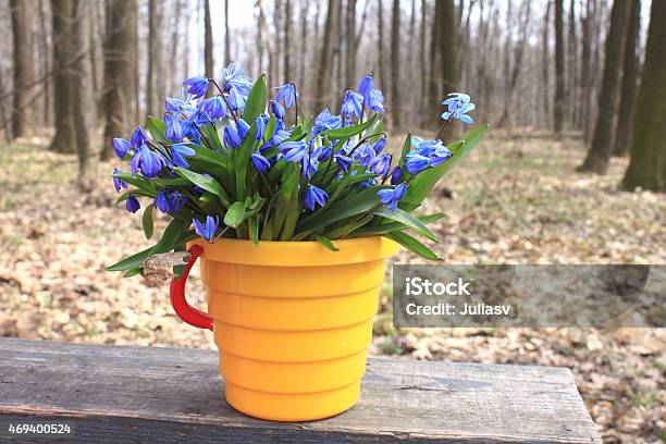 First Spring Flowers Stock Photo - Download Image Now - 2015, Beauty, Beauty In Nature