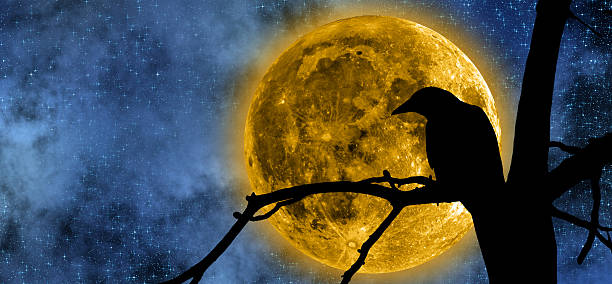 istock Stars and Moon Beside Raven on a Tree 469400654