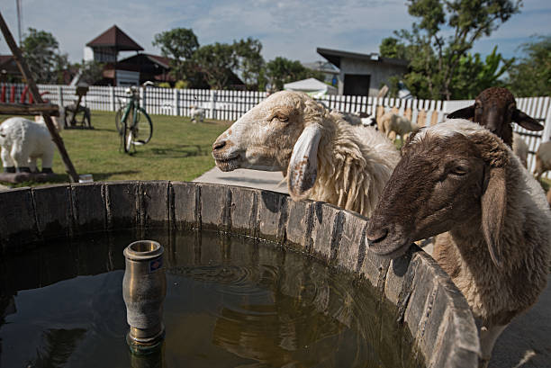 istock White sheep on farm in Thailand 469400828