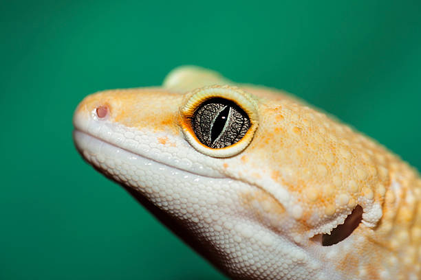 istock Eye of gecko 469401794