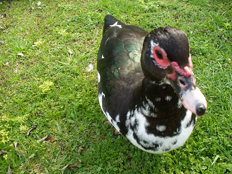Mexican Royal Duck