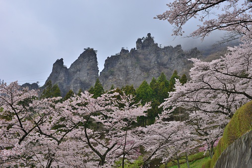 Beautiful Cherry Blossom Organic Tea Garden