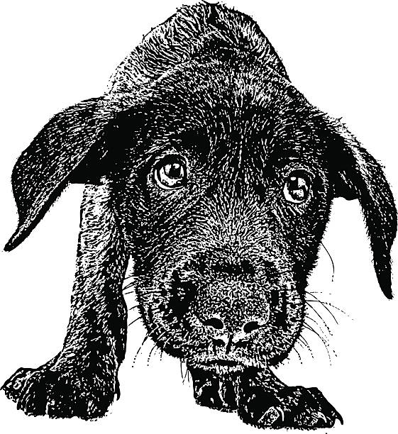 ilustrações de stock, clip art, desenhos animados e ícones de preocupado cachorrinho - white background distraught worried close up