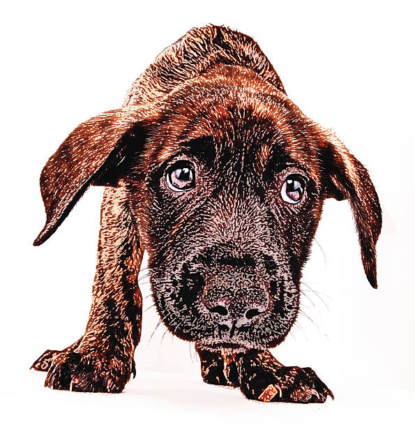 ilustrações de stock, clip art, desenhos animados e ícones de preocupado cachorrinho à espera de aprovação - white background distraught worried close up