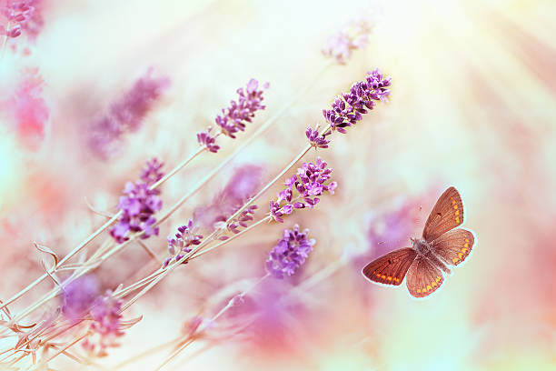 istock Butterfly in lavender garden 469404410