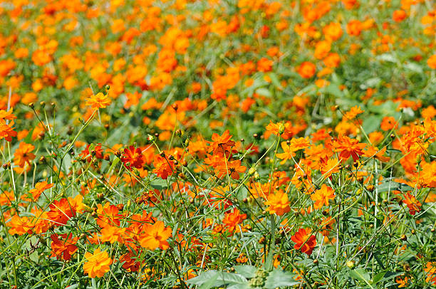 istock Orange and pink cosmos flowers field, pattern and texture. 469404886