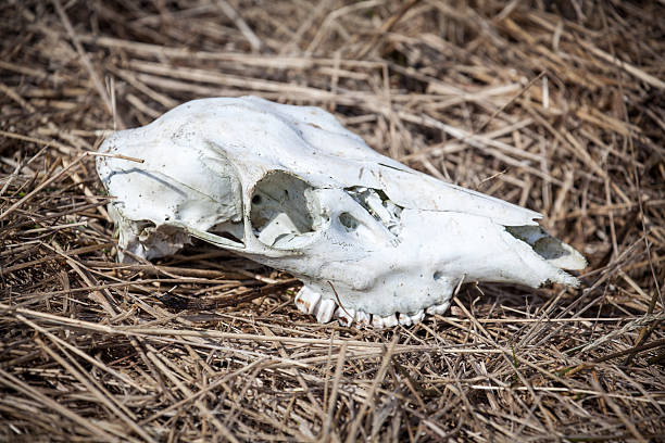 istock Skull of deer 469405792